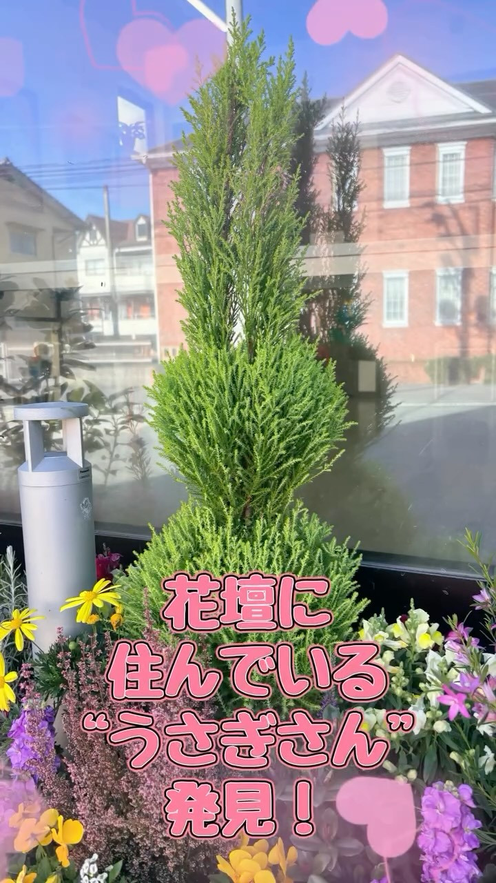 うさぎさん、発見！