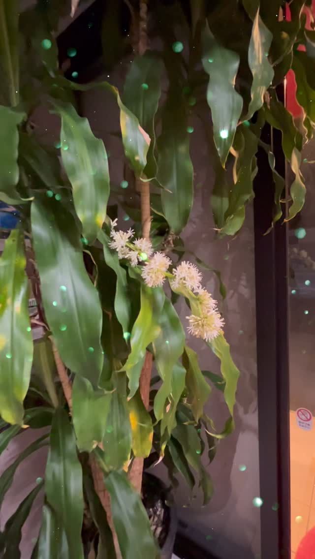 病院の入口の幸福の木にお花が咲いたよ